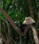 Monkey at Manuel Antonio.JPG